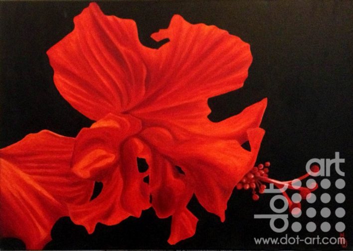 red hibiscus by madeleine pires