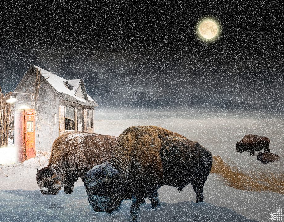 Buffalo-Winter-Vincent-Kelly
