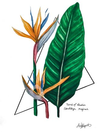 Bird of Paradise