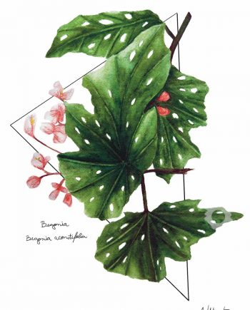Begonia