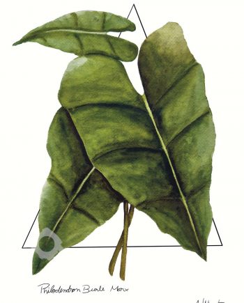 Philodendron Burle Marx