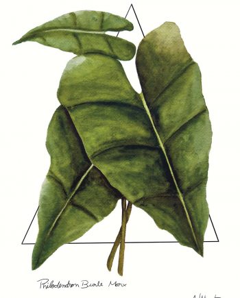 Philodendron Burle Marx