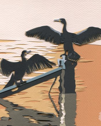 Liverpool Birds: Cormorants